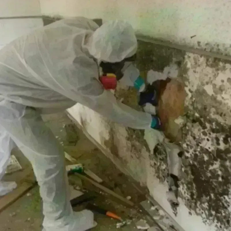 Mold Remediation and Removal in Robstown, TX